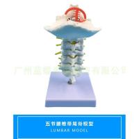 ราคา กระดูกสันหลังส่วนคอกับปากมดลูกศิลปะกลับหมอนกระดูกกระดูกสันหลังแผ่นดิสก์และการสอนประสาทรุ่นร่างกายมนุษย์ร่วมปากมดลูกกระดูกสันหลังกระดูกรุ่ (26893045409)