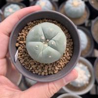 ราคา Lophophora Fricii ไม้เมล็ด (7976809031)