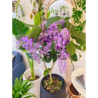 ราคา ต้นพวงครามออสเตรเลีย (21264910976)