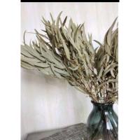ราคา ใบยูคาลิปตัสแบบแห้ง สำหรับตกแต่งบ้าน (25974607064)
