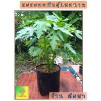 ราคา มะละกอแขกนวล รวมมะละกอ มีทั้งตำส้ม และกินสุกก็อร่อย (5346345665)