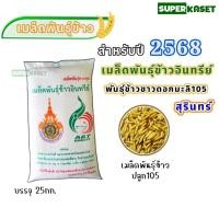 ราคา พันธุ์ข้าว มะลิ105 บรรจุ 25กก. ข้าวหอมมะลิสุรินทร์ สำหรับปี 2568 เมล็ดพันธุ์ข้าวอินทรีย์ 100% พันธุ์ข้าวขาวดอกมะลิ105 (25393195694)
