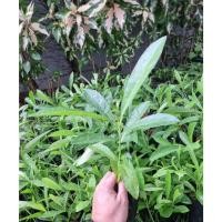 ราคา ต้นเหลืองปรีดียาธร(ต้นเล็ก) (25822104081)