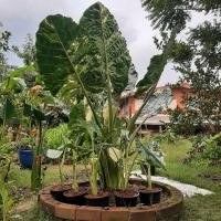 ราคา หน่อบอนกระดาดด่าง❤ บอนกระดาดด่างขาว Alocasia macrorrhizos (13110543700)