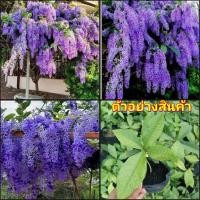 ราคา (2ต้น)(vาย ต้นพันธุ์) ต้น ดอก ต้นพวงคราม ต้นปักชำ พวงคราม สีม่วง happy (15461189114)