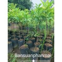 ราคา ต้นมั่งมีศรีสุข ต้นเพาะเมล็ด สูง 80-90 ซม. (28230906456)