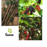 ราคา กิ่งพันธุ์มัลเบอรี่พันธุ์เชียงใหม่60(10กิ่ง)มัลเบอรี่,กิ่งหม่อน,กิ่งมอน (9500470069)