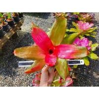 ราคา สับปะรดสีชุด 3 ต้น สวยๆ (6261967698)