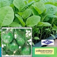 ราคา ต้นกล้า 30 ต้น มะเขือเปราะคางกบ มะเขือคางกบ เบี้ยมะเขือ กล้าผัก ผักสวนครัว (22035977104)