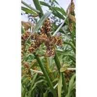 ราคา กล้วยไม้หางช้าง ว่านหางช้าง ว่านเพชรหึง (42372003604)