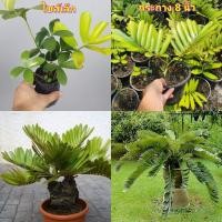 ราคา (1ต้น) กระถาง 8 นิ้ว ต้น ปรงเม็กซิกัน ต้นปรงเม็กซิกัน ปรงแม็กซิกัน Maxican ต้นปรงแม็กซิกัน zamia furfuracea พิชิต (19654539429)