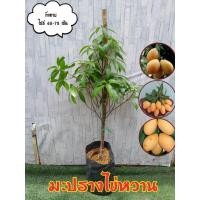 ราคา มะปราง (ไข่) หวาน (15698933848)