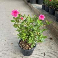 ราคา กุหลาบหนูแคระฮอนแลนด์ กระถาง 6 นิ้ว มีดอกทุกต้นจ้า (25756971933)