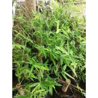 ราคา ต้นพันธฺุ์ ไผ่เลี้ยงหวานทวาย สามฤดู ออกหน่อตลาดทั้งปี พร้อมปลูกในถุงดำ 149 บาท ไผ่เลี้ยงหวาน ไผ่เลี้ยงสามฤดู (28102421062)