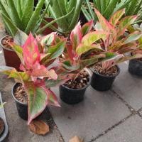 ราคา ต้นแสงเงินแสงทอง ไม้มงคล (6023424799)