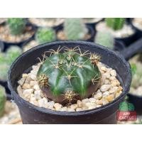 ราคา ยิมโนแม่ลูกดก กระบองเพชร แคคตัส (8051470387)