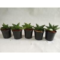 ราคา ต้นงาช้างแคระ บอลเซล มินิ ไม้ฟอกอากาศ เลือกต้นได้ตามรูป (6237277546)