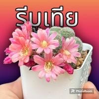 ราคา แคคตัส รีบูเทีย ฟอร์มกอสวย ดอกชมพู/ขาว (9768980020)