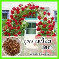 ราคา เมล็ดพันธุ์ กุหลาบเลื้อย กุหลาบ สีแดง 30 เมล็ด Red Rose Seed เมล็ดพันธุ์แท้ (11715668757)