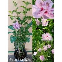 ราคา (รับ1ต้น)(ต้นกล้ากิ่งชำถุง) #ชบาคาเนชั่น ดอกซ้อนสีม่วง ทองอนันต์ (20419326843)