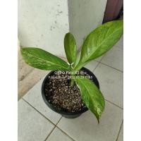 ราคา ต้นเศรษฐีวิลสันด่างส่งแบบตะกร้ามีเก็บปลายทาง (10016235811)