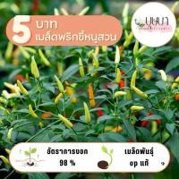 ราคา เมล็ดพริกขี้หนูสวน 5 บาท 30 เมล็ด (25739641034)