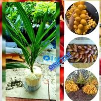 ราคา ต้นอินทผาลัม ไซส์ใหญ่ (5685952879)