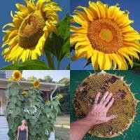 ราคา 15 เมล็ด เมล็ดทานตะวันเกรย์สตริป (ทานตะวันต้นสูง ดอกใหญ่ (ถ้าปลูกสมบูรณ์เต็มที่) เมล็ดสีขาวลายดำ) (20291813025)