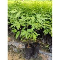 ราคา ต้นกล้าสะเดาทวาย เพาะเมล็ด (18936547463)