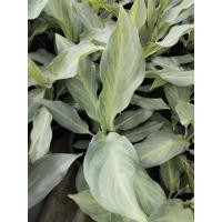 ราคา อโกลนีมา ศิริกาญจนา คือ Aglaonema sp. Sirikanchana หรือ  Chinese Evergreen.  (26642637862)