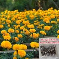 ราคา ของแท้ 100% เมล็ด ดาวเรืองฝรั่งเศส คุณภาพ ( French Marigold 100 Seeds ) ต้นไม้มงคล ต้นไม้ประดับ Flower Seeds Plant (4082622440)