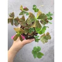 ราคา ผีเสื้อผสม(Oxalis+ราตรี) ส่งพร้อมกระถาง มีปลายทาง (8191184801)