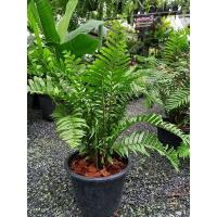 ราคา เฟิร์นเปรูก้านดำ กระถาง 11 นิ้ว (18508892549)