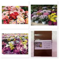 ราคา เมล็ดพันธุ์ ดอกเบญจมาศ คละสี (Chrysauthemun) บรรจุ 400 เมล็ด ขาว เหลือง แดง สำหรับตัดดอกขาย (9018922202)