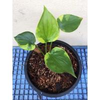 ราคา นางกวักด่างทอง ไม้มงคลกวักเงินกวักทองค่ะ (5995325265)