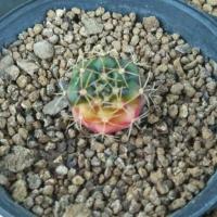 ราคา ยิมโนลูกดกด่าง (Gymnocalycium damsii f. variegata) (5677392544)