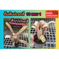 ราคา ต้นสับปะรดสี ต้นไม้มงคล ไม้ฟอกอากาศ สวนคอนโด จัดสวน แต่งบ้าน ในร่ม รำไร ไม้ใบ สวนเฟริน ปุ๋ย ดิน หิน กระถางต้นไม้ หญ้า (40901627625)