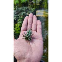 ราคา Tillandsia lolicea ทิลแลนเซีย (22423044662)