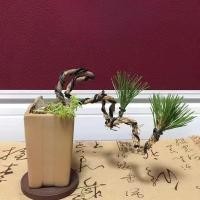 ราคา บอนไซสนดำในร่มบอนไซการสร้างแบบจำลองขนาดเล็กต้นสนบอนไซหน้าผาวรรณกรรมการสร้างแบบจำลองต้นกล้าวัสดุสนดำ (28272887325)