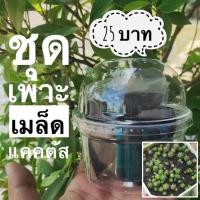 ราคา ถูดสุดๆ ชุดเพาะเมล็ดแคคตัส ชุดเพาะกระบองเพชร แบบไม่มีเมล็ด ระบบปิด พร้อมส่ง (8689616908)