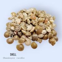 ราคา เปลือกหอย คละแบบ 100 กรัม สำหรับตกแต่งงานประดิษฐ์ แต่งสวนถาด งานฝีมือ (1989390253)