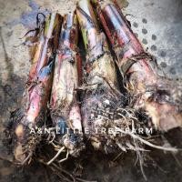 ราคา หน่อกล้วยไข่กำแพงเพชร หน่อกล้วย ขุดสด (22777053689)