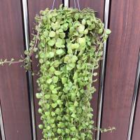 ราคา ม่านสายไหม (Pilea Depressa) หรือบางคนเรียก ไม้เถา เถาวัลย์จิ๋ว เหงือกปลาหมอ เกล็ดปลาหมอ (12108979240)