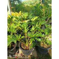 ราคา ต้นซานาดู ฟิโลเดนดรอน ซานาดู (Philodendron Xanadu) ไม้ฟอกอากาศ ไม้มงคล ส่งทั้งกระถางนะคะ (25386937979)