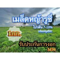 ราคา ☘️ รูซี่ เมล็ดหญ้ารูซี่ 1 กิโลกรัม #พร้อมปลูก หญ้ารูซี่ หญ้า ลูซี่ หญ้าเลี้ยงสัตว์ พันธ์ุหญ้า หญ้าเลี้ยงวัว (25512886507)