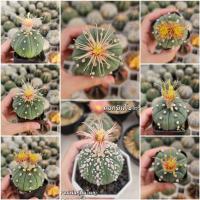 ราคา แคคตัส (ส่งทั้งกระถาง‼️) แอสโตรไฟตัม ดอกชินโชวะ cactus Astrophytum กระบองเพชร (25617364809)