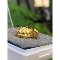 ราคา ►ของแท้100% พร้อมส่ง◄ ✅ พญาเต่าเรือน พิมพ์เล็ก ✅ เนื้อกะไหล่ทอง หลวงมหาปู่ศิลา สิริจันโท วิชาสายตรงหลวงพ่อเงินวัดบางคลาน (29414792714)