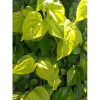 ราคา ต้นพลูพลูกินกับหมาก เพราะใส่ถุงดำต้นละ 30บาท (15147547932)