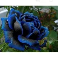 ราคา Midnight Blue Rose กลีบสีน้ำเงินดำ10Pcsเมล็ดกุหลาบ/สร้อยข้อมือ/เมล็ด/เมล็ด/หมวก/คื่นฉ่าย/ดอกไม้/ดอกทานตะวัน/แอปเปิ้ล/บ้า (19429463656)