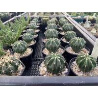 ราคา เมโลไร้หนาม Melocactus Caesius inermis (22528212764)